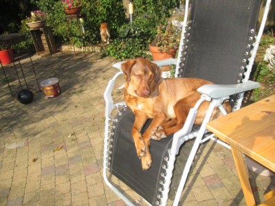 Afbeelding invoegen